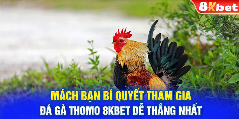 Mách bạn bí quyết tham gia đá gà Thomo 8KBET dễ thắng nhất